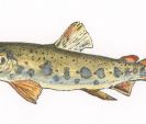 Trout-FGIL-400.jpg