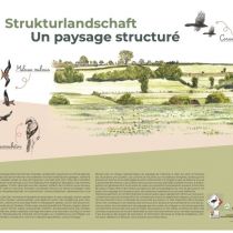 Strukturlandschaft.jpeg