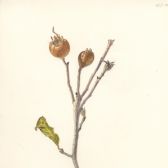 Medlar.jpeg