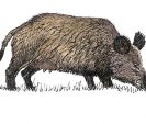 C-Wild-Boar.jpg