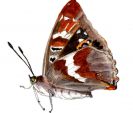 papillon.jpg