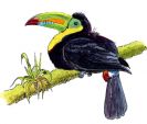 toucan-2.jpg